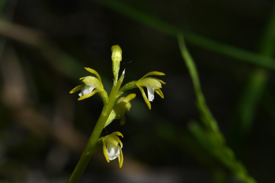 Corallorhiza trifida