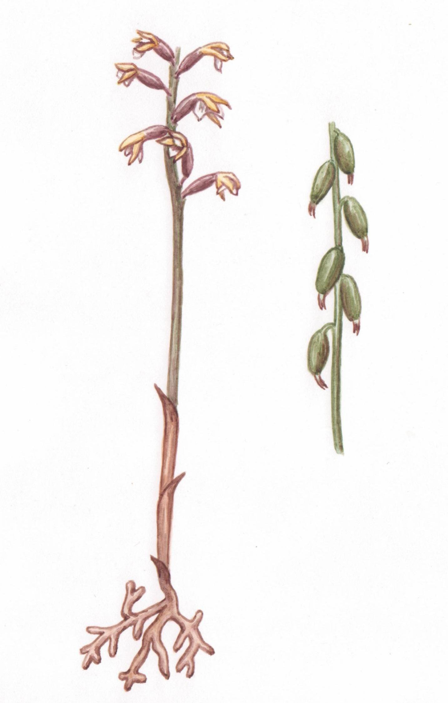 Corallorhiza trifida Chatel.