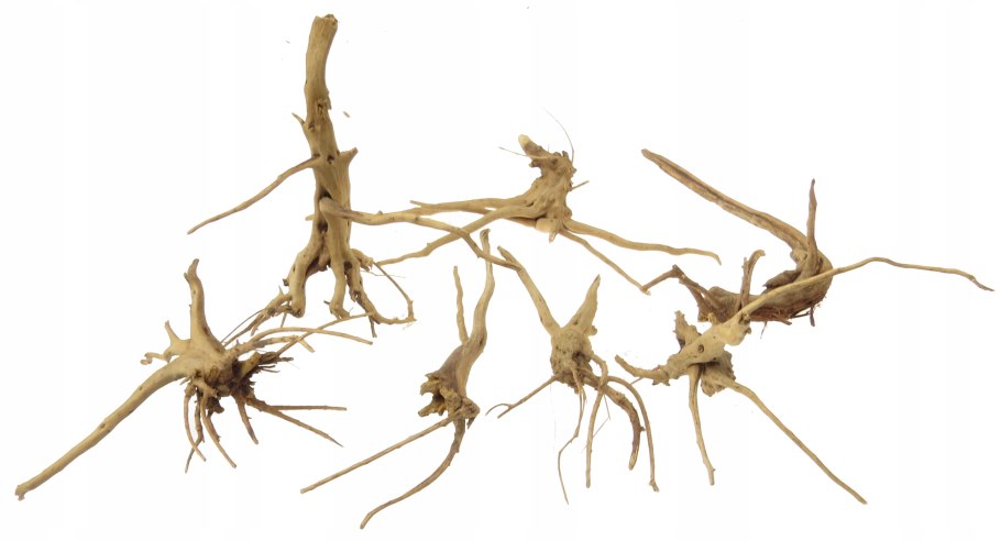 Коралловидные корни