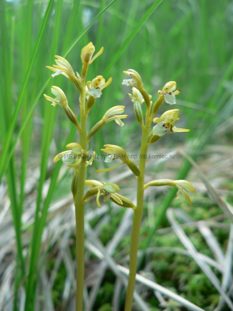 Коралловый корень растение