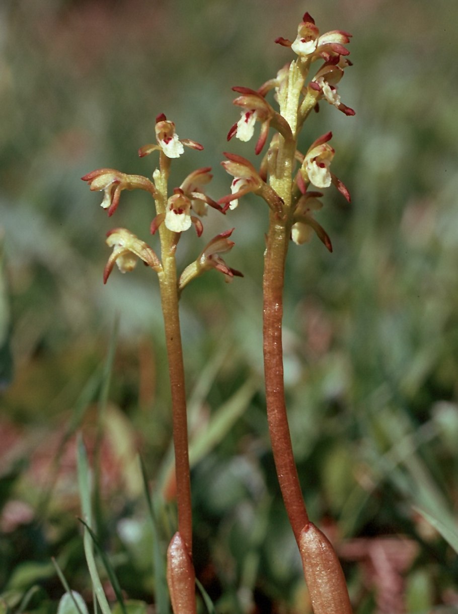 Corallorhiza trifida