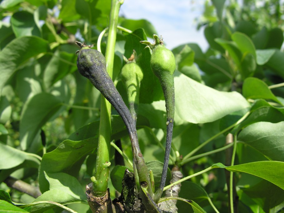 Почернела груша