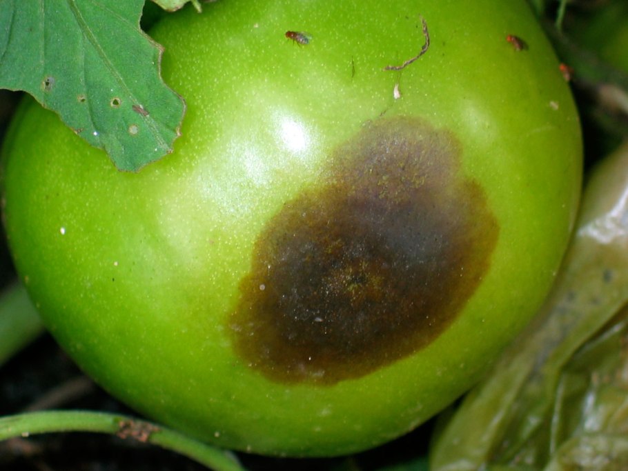 Яблоневая парша