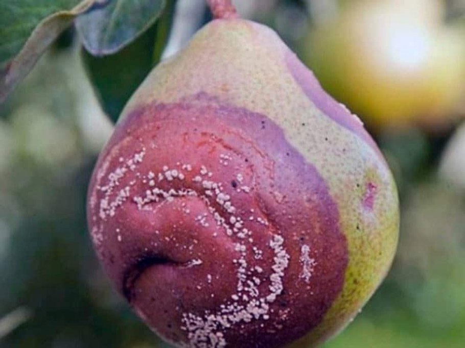 Монилиоз косточковых