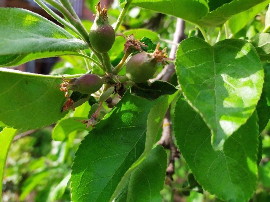 Завязь яблони