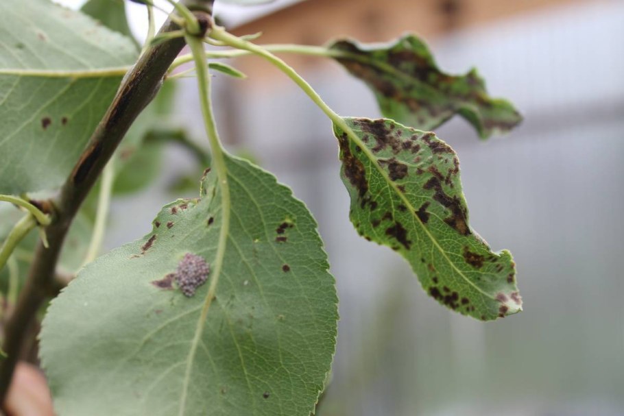 Парша, монилиоз, мучнистая роса