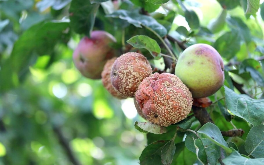 Парша на груше