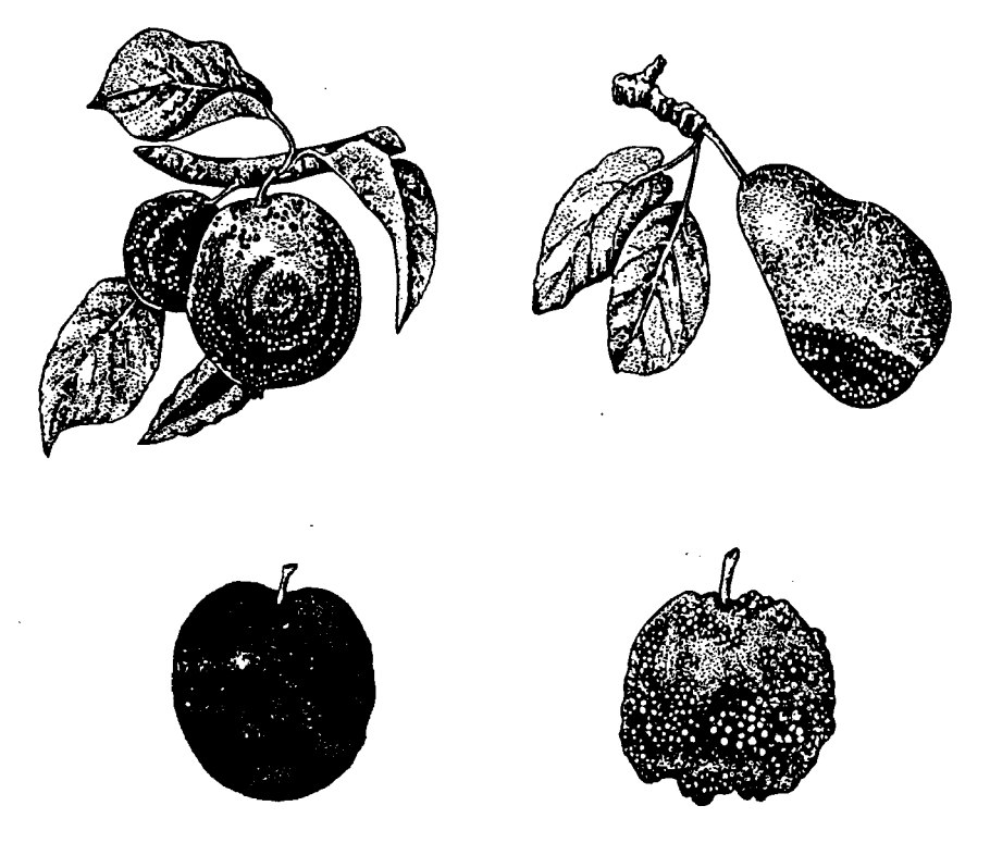 Гриб плодовой гнили на плодах яблони
