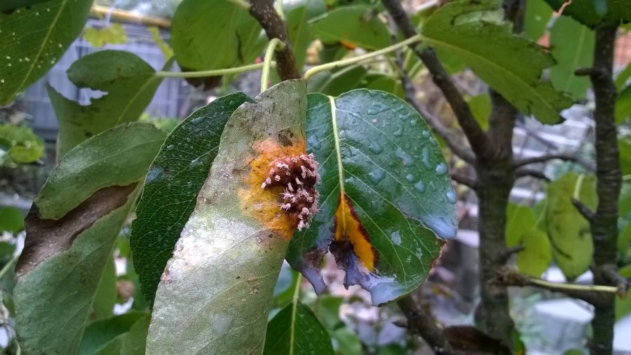 Монилиальный ожог яблони