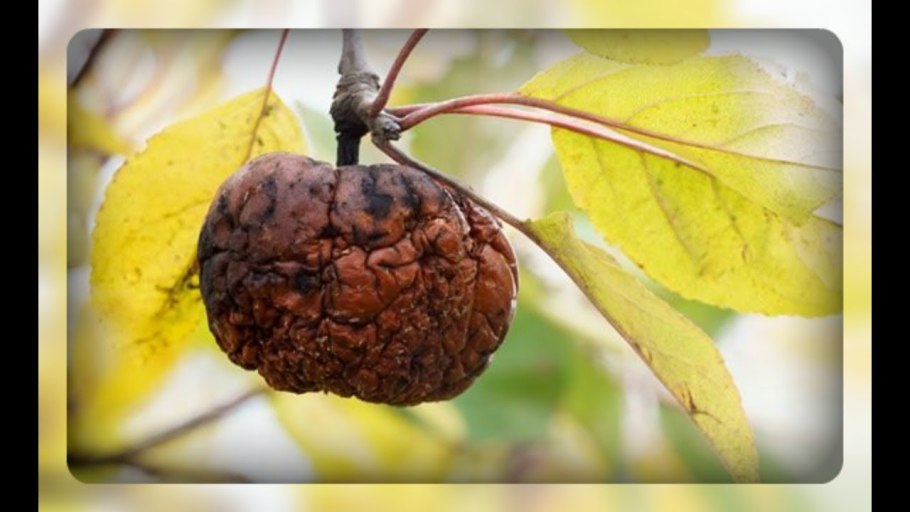 Монилиоз семечковых