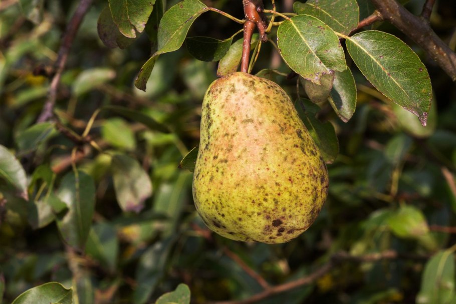 Груша дефекты