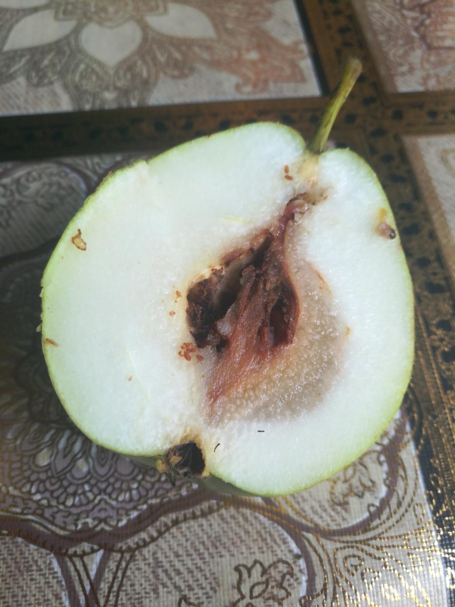 Мучнистая роса на яблоне