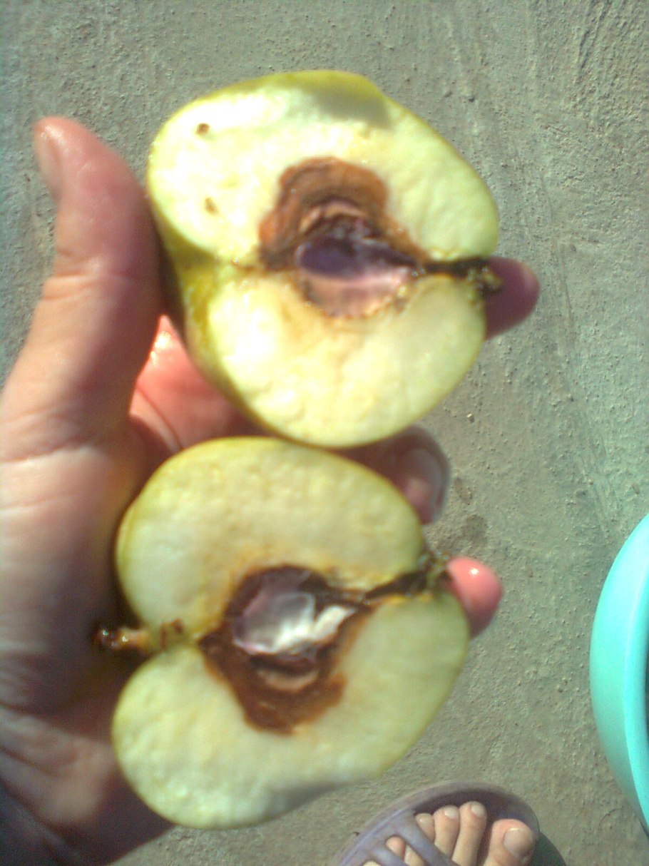 Фузариозная гниль яблок