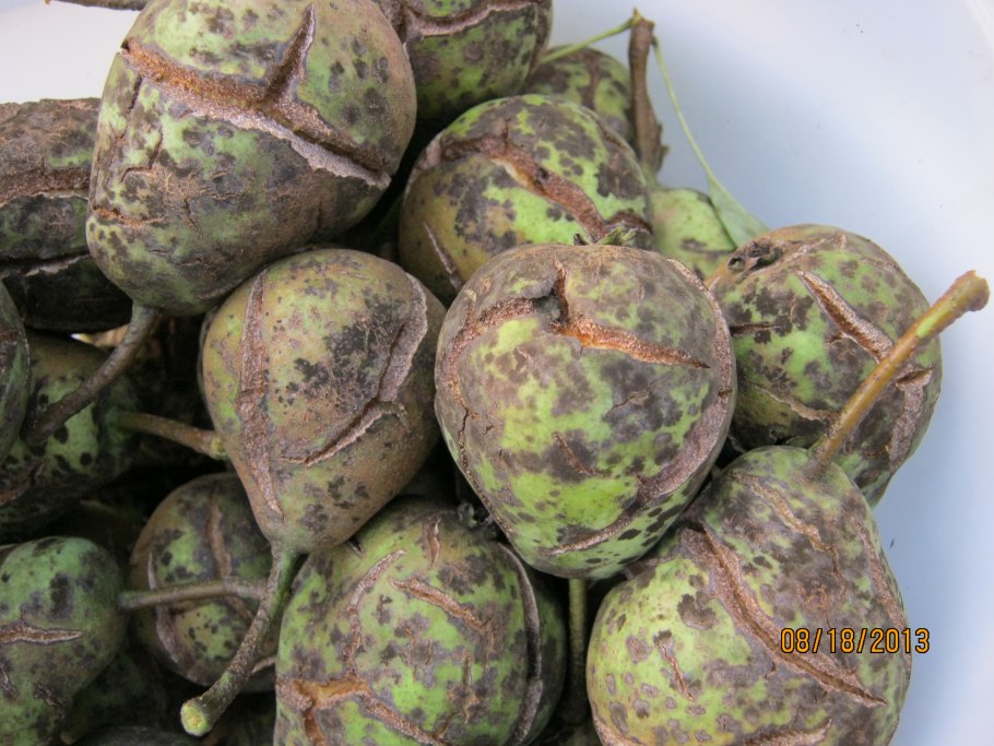 Скальд на яблоках ГРЕННИ Смит