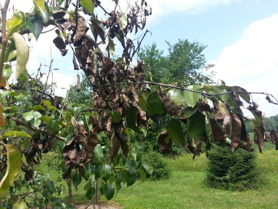 Ивовая парша