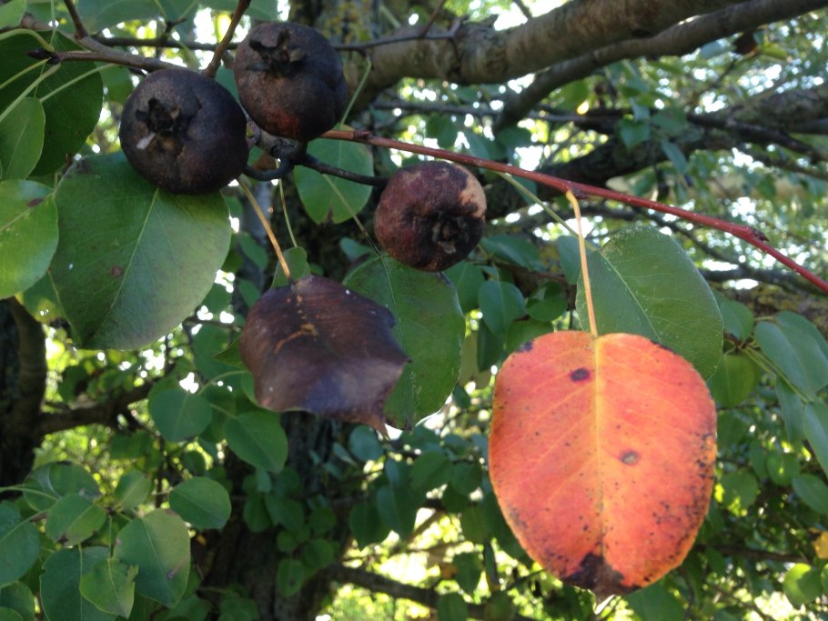 Гнилая яблоня