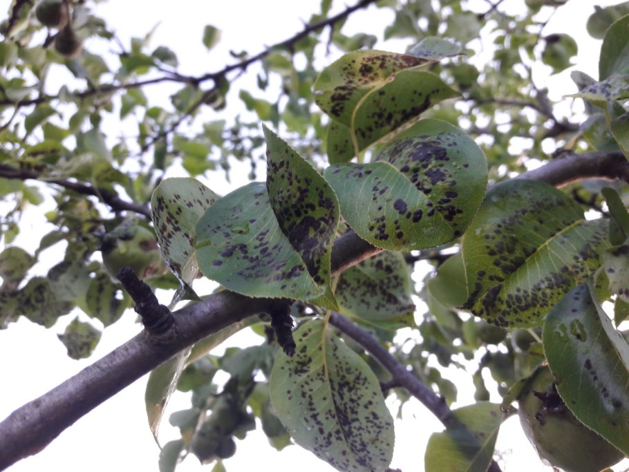 Монилиоз мучнистая роса