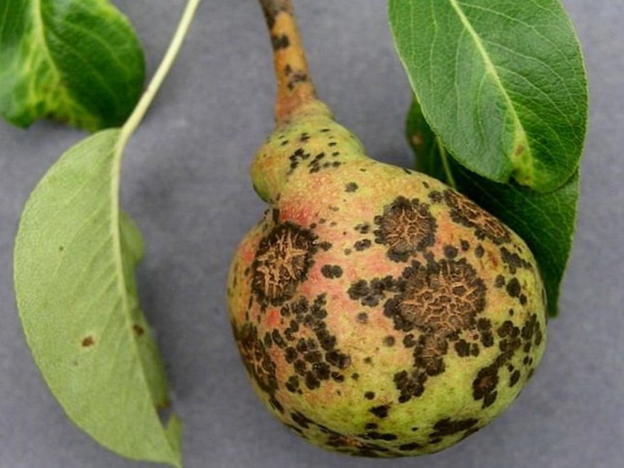 Бурая монилиозная гниль