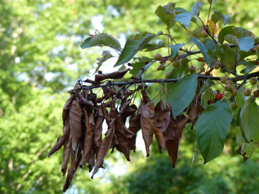 Фитофтора и гниль томатов