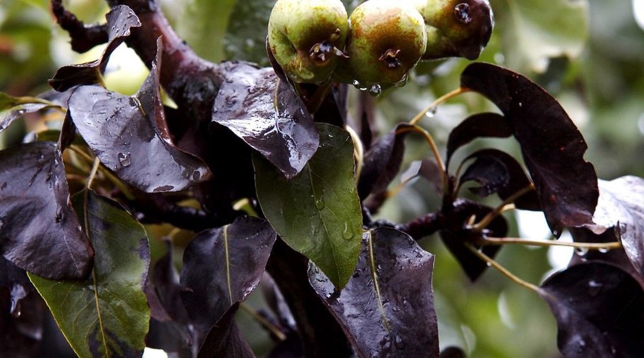 Потемнение яблока