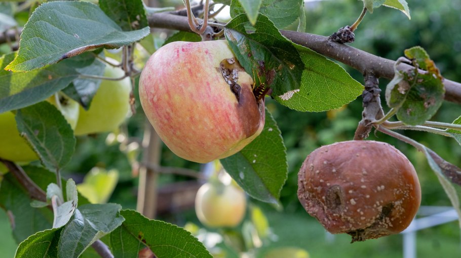 Бактериальный ожог маньчжурского ореха