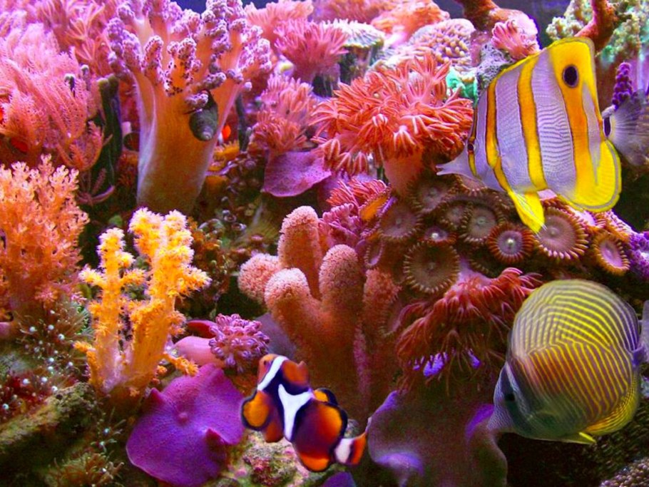 Хиккадува коралловый риф