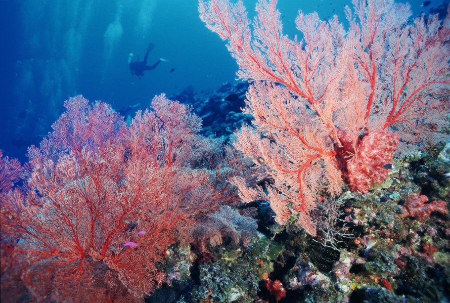 Окинава коралловые рифы