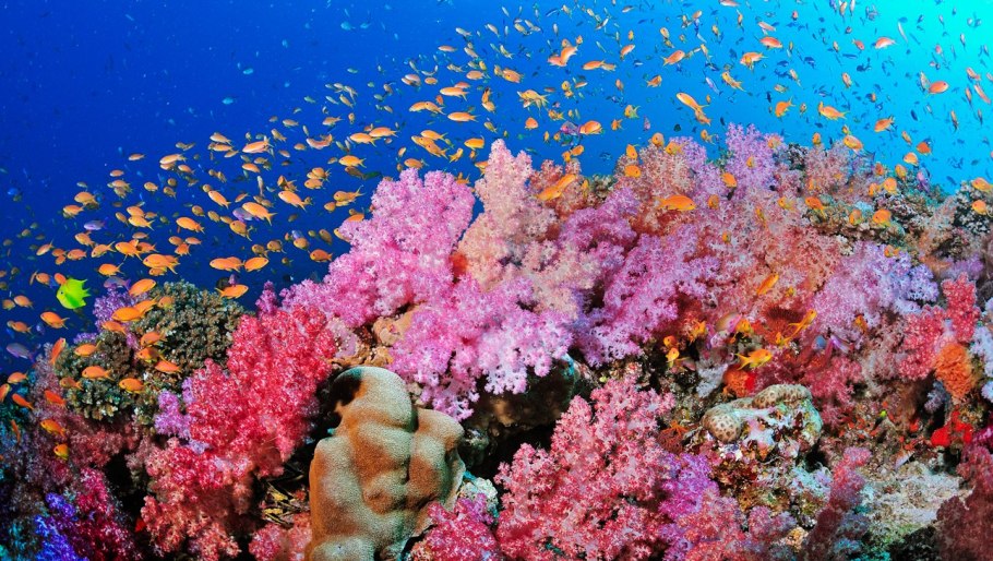 Барьерный риф кораллы