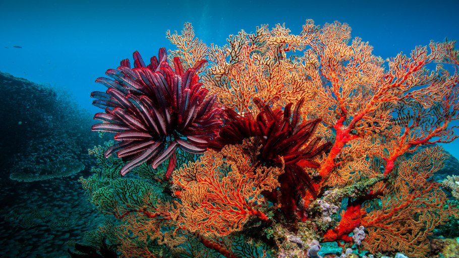 Лосерогие кораллы