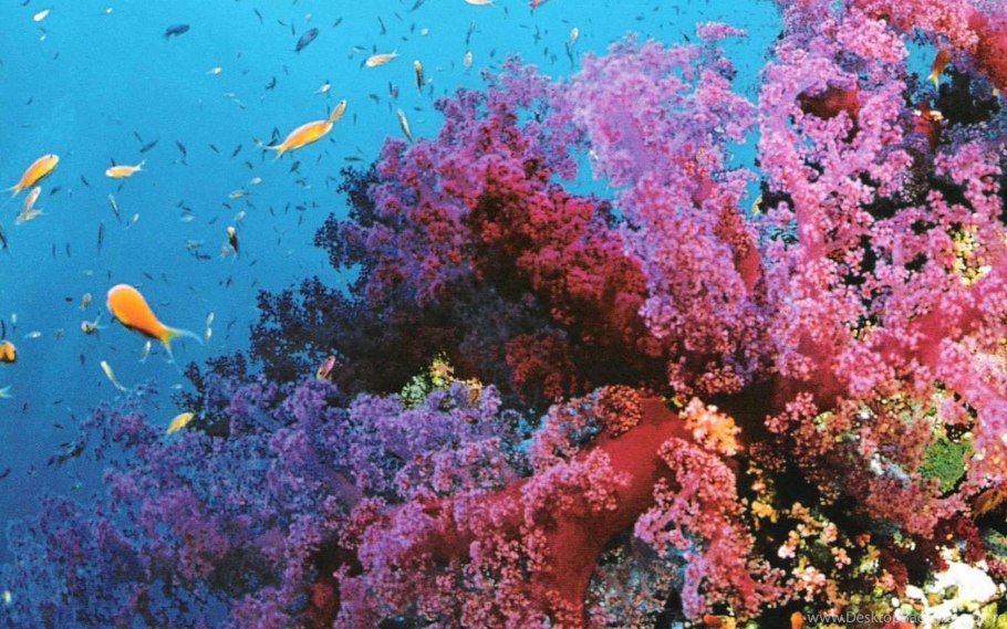 Водоросли келп ламинариевые