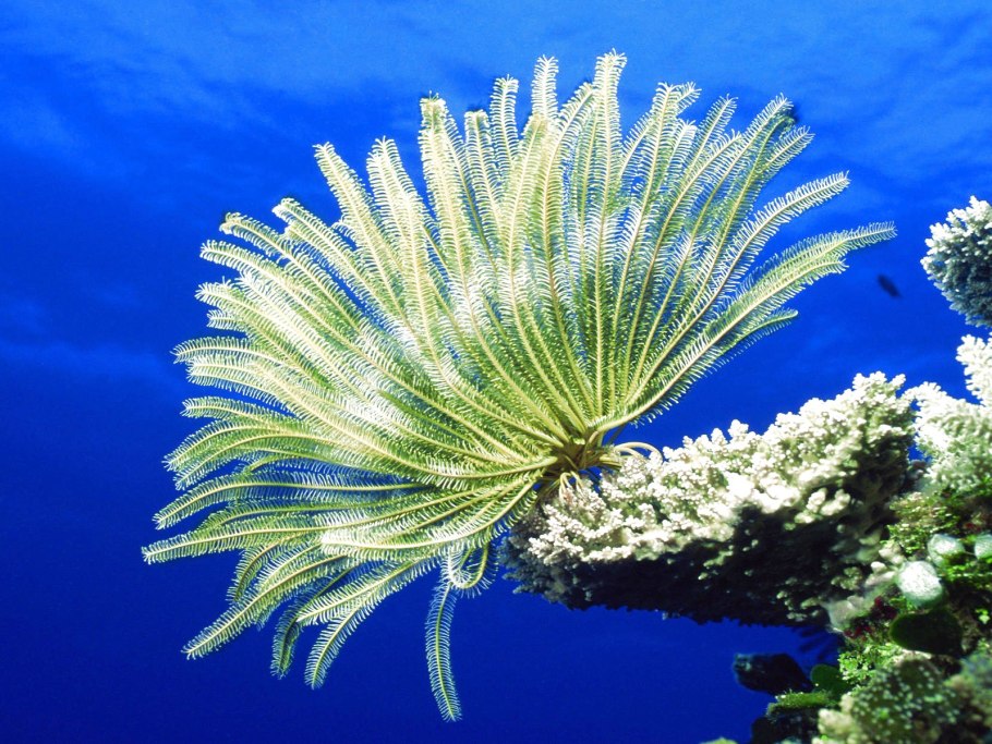 Морские лилии ордовикского периода