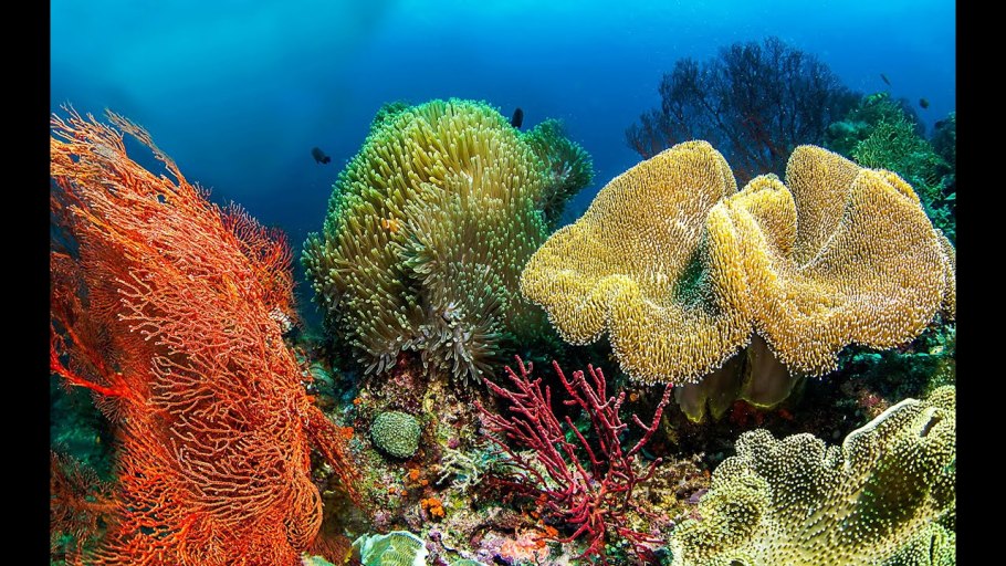 Большой Барьерный риф коралловые полипы