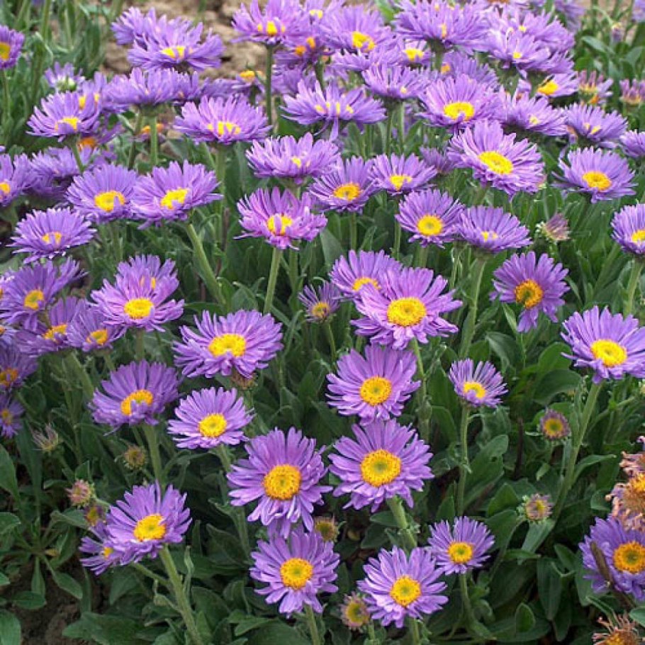 Астра Альпийская (Aster Alpinus) ‘Glory’