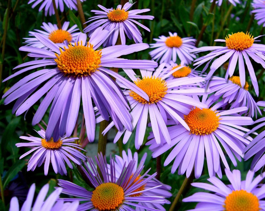 Астра Альпийская (Aster Alpinus)