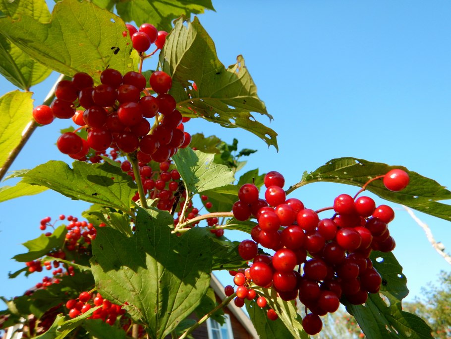 Калина гроздья Алые