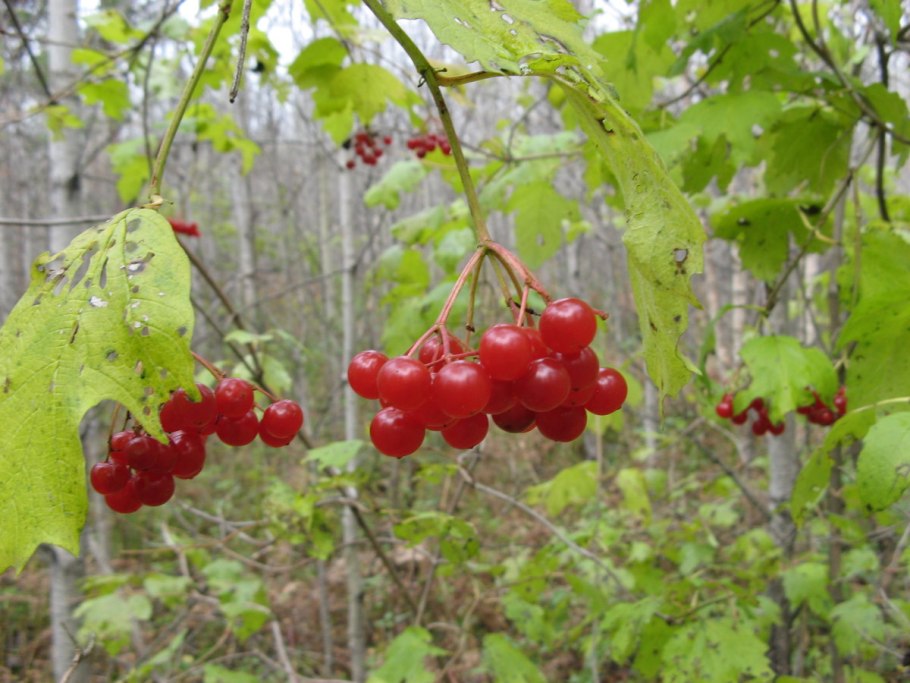 Рябина обыкновенная зимой