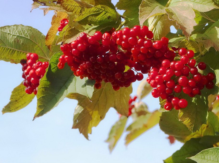 Зимняя Калина гроздь