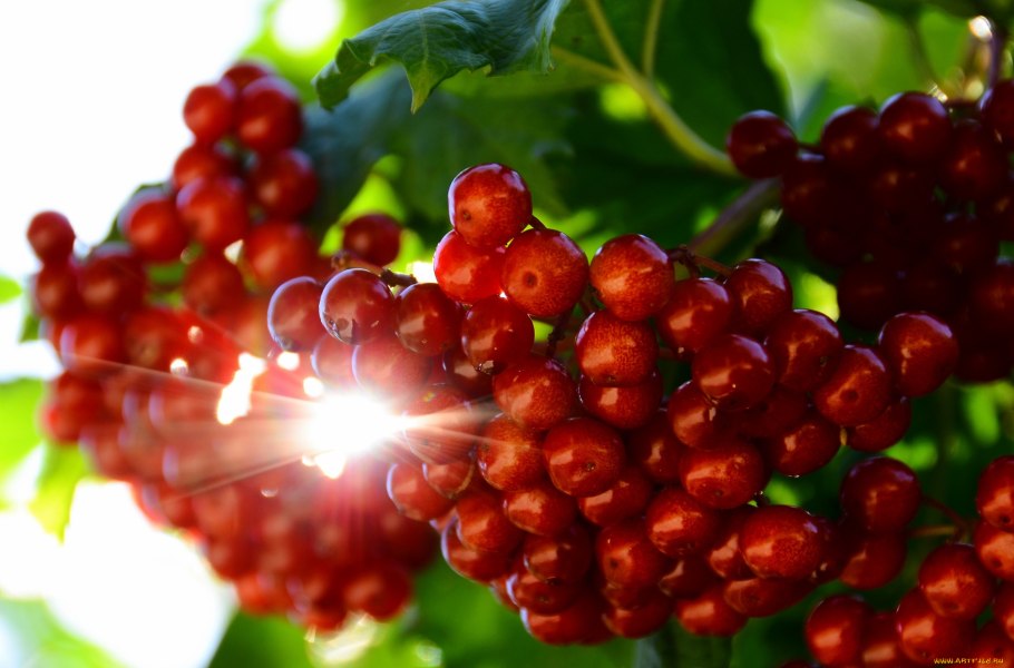Калина красная гроздь