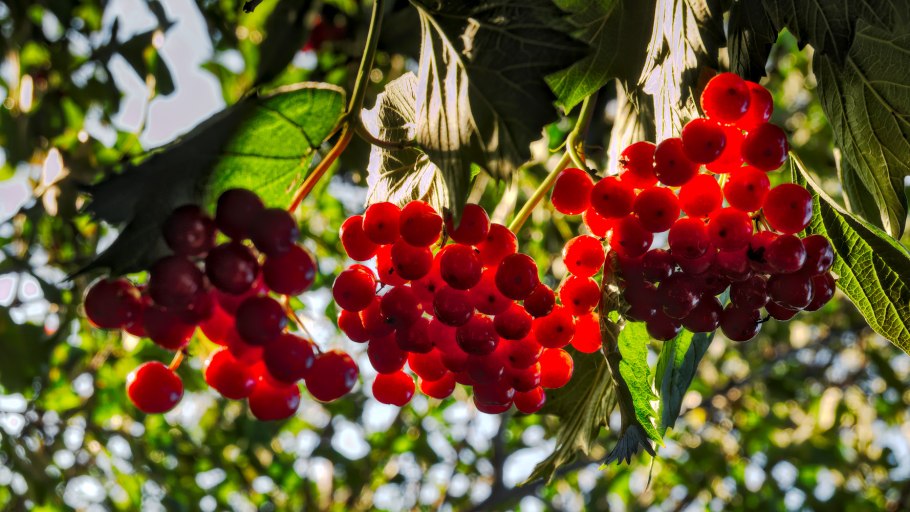 Калина в смешанном лесу