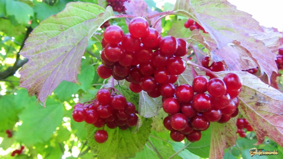 Калина Багряная гроздь