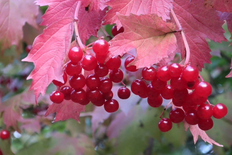 Калина красная