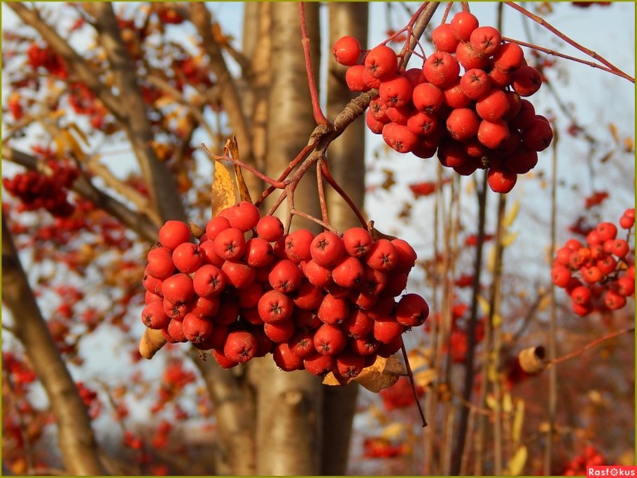 Рябина десертная Мичурина