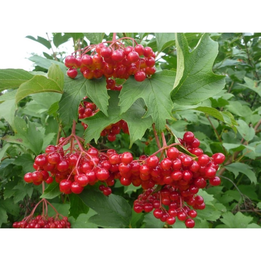 Рябина Калина Бузина