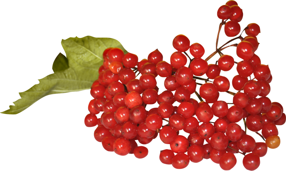 А рябина красная а Калина красная