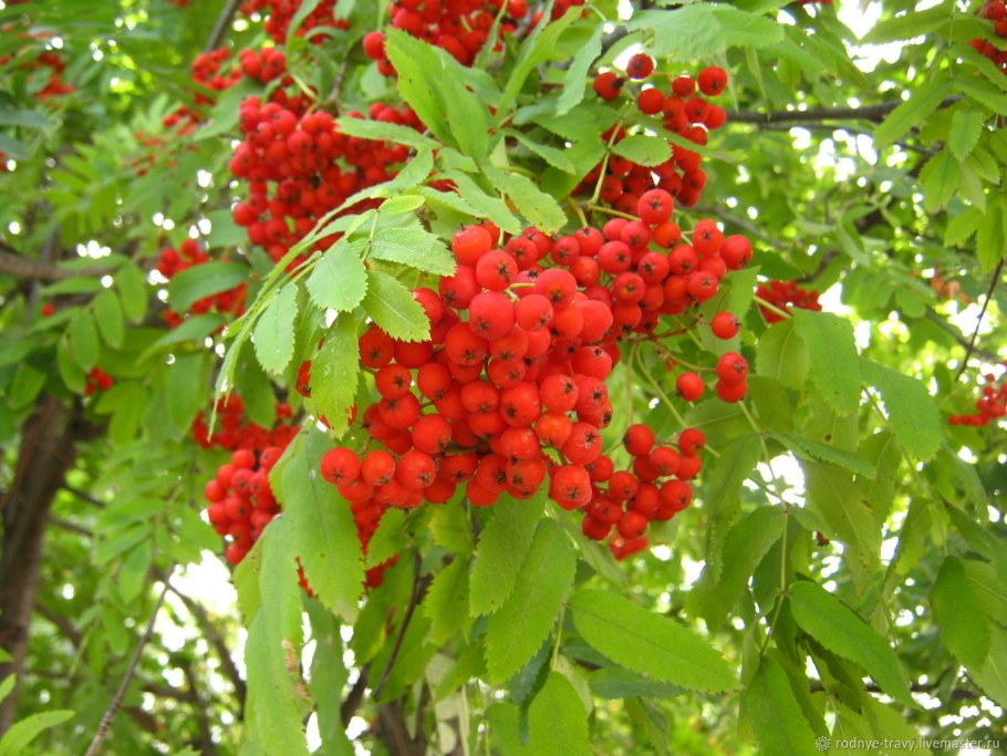 Калина обыкновенная гранатовый браслет