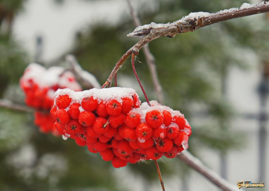 Калина обыкновенная зимой