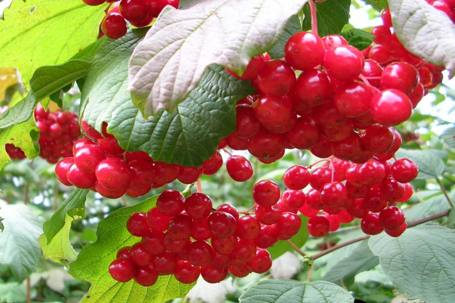 Газовые гроздья это