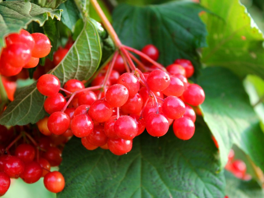 Рябина Гранатовая