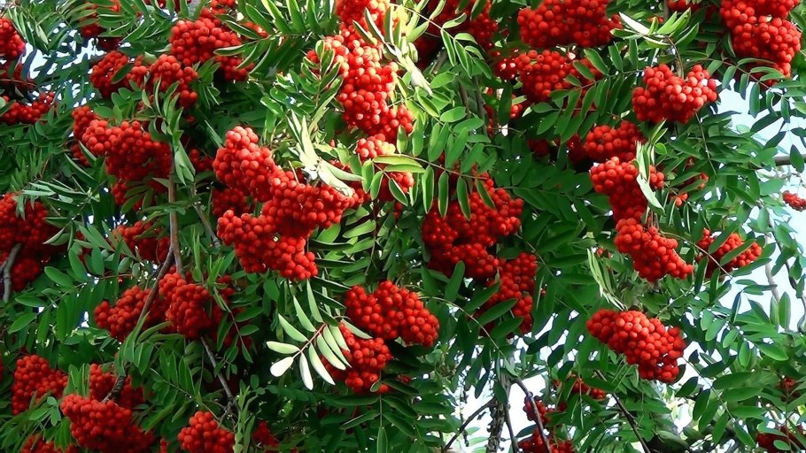 Калина диабет