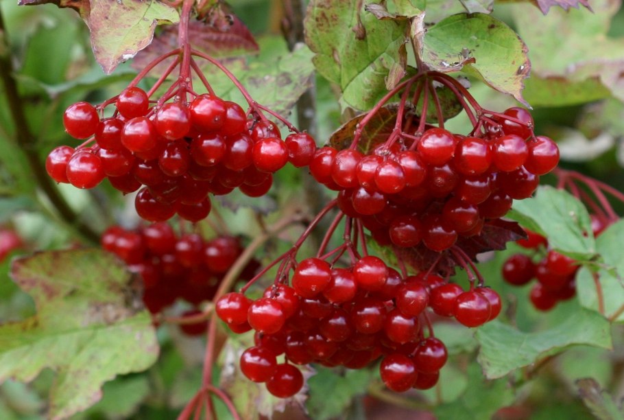 Калина плодовая красная гроздь